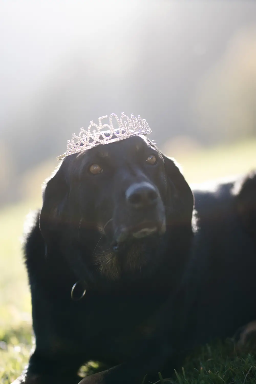 Tierfotografie-eines-Hundes
