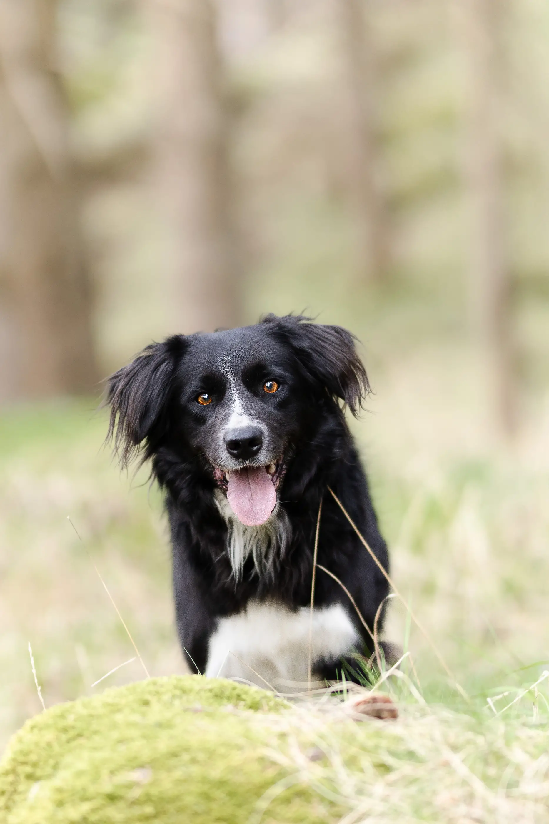 Dogphotography-Border-Collie-Natur