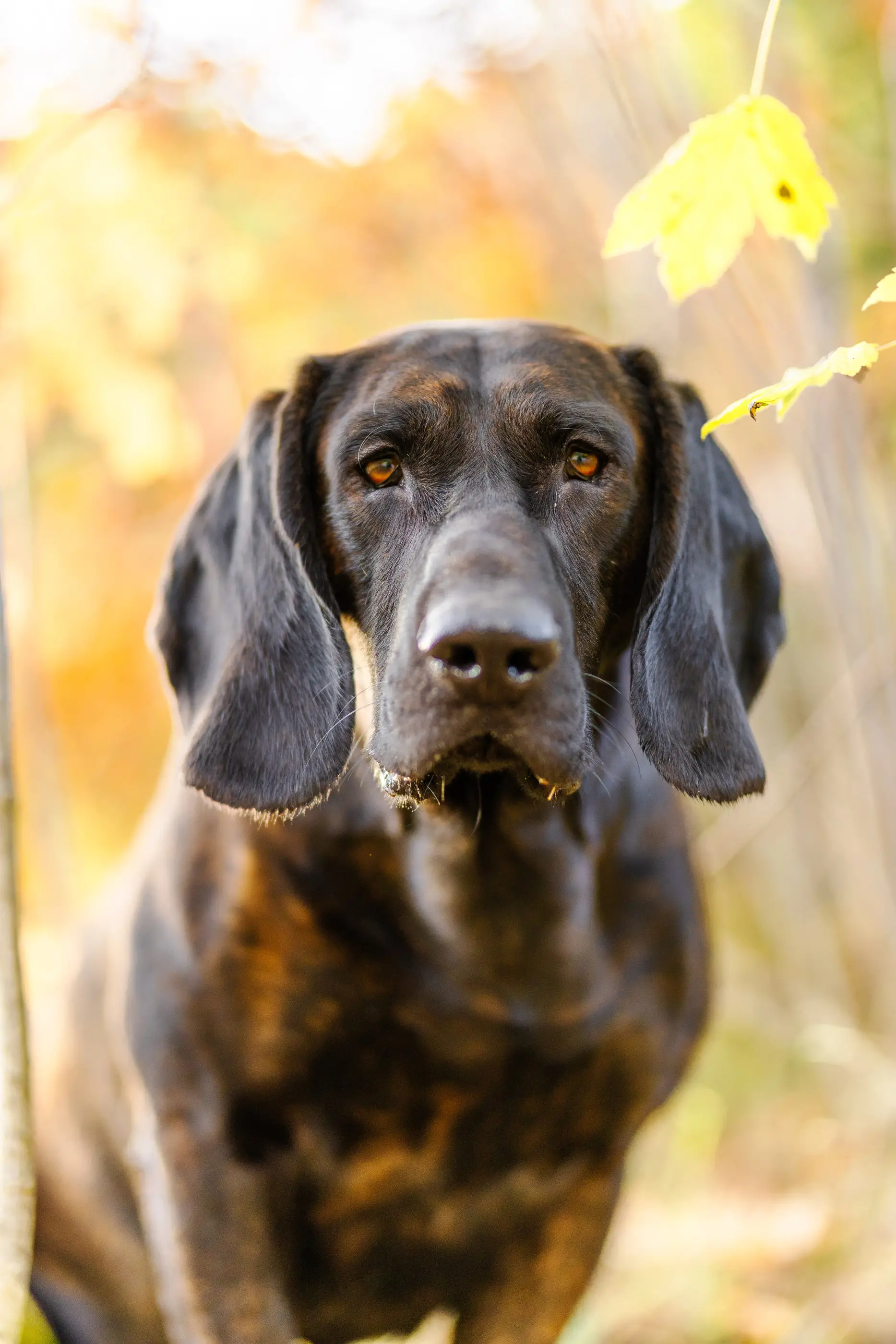 Hund-Portrait-Shooting-im-Herbst