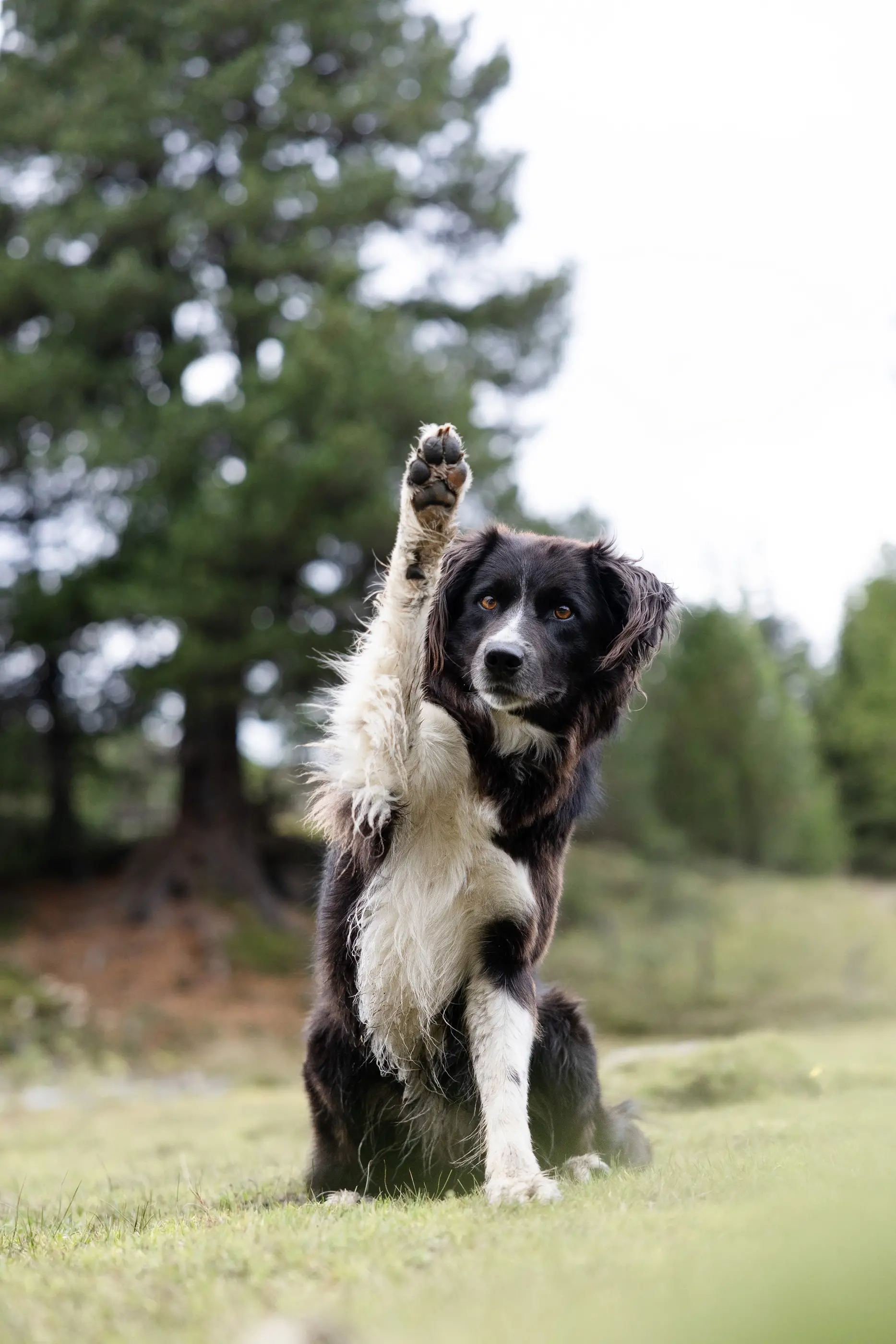 Hundefotografie-Border-Collie