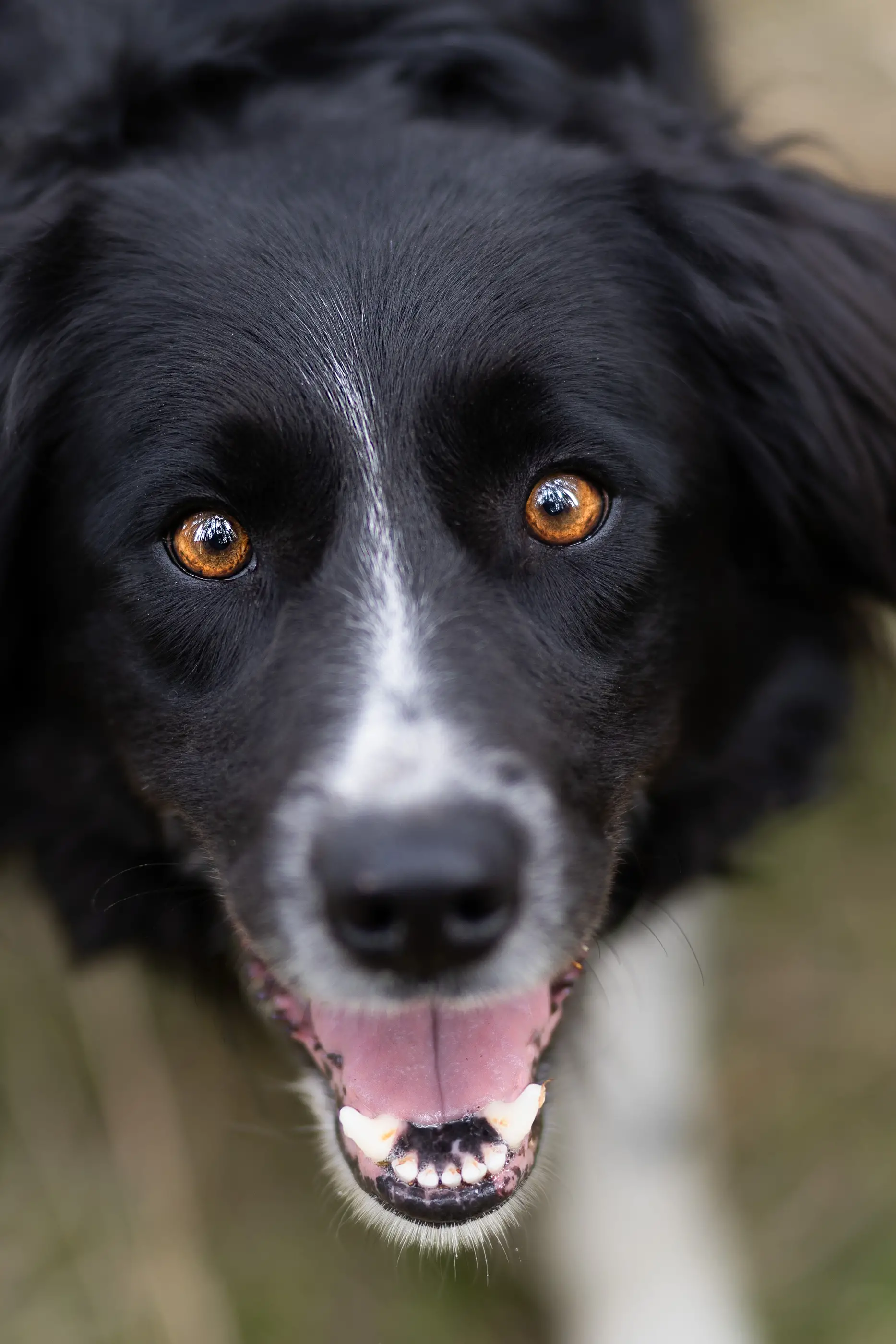 Hundefotografie-Detailbilder